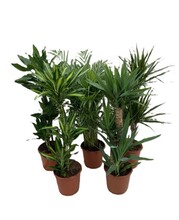 Gröna Växter Mix Ø24 x 110-130 cm